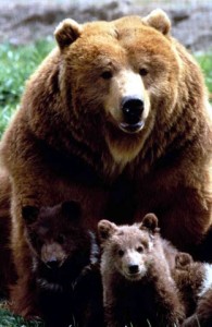 Grizzly Geosciences, Inc., image of bear and cub
